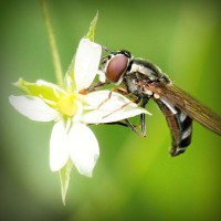 /album/presfalhumbjump/photolia-a02-jpg/