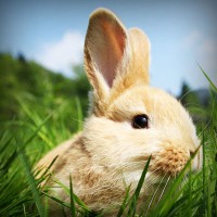 /album/presfalhumbjump/photolia-a03-jpg/