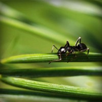 /album/presfalhumbjump/photolia-a05-jpg/