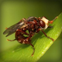 /album/presfalhumbjump/photolia-a06-jpg/