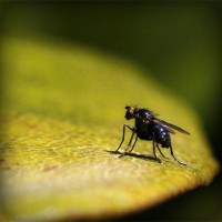 /album/presfalhumbjump/photolia-a07-jpg/