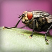 /album/presfalhumbjump/photolia-a08-jpg/